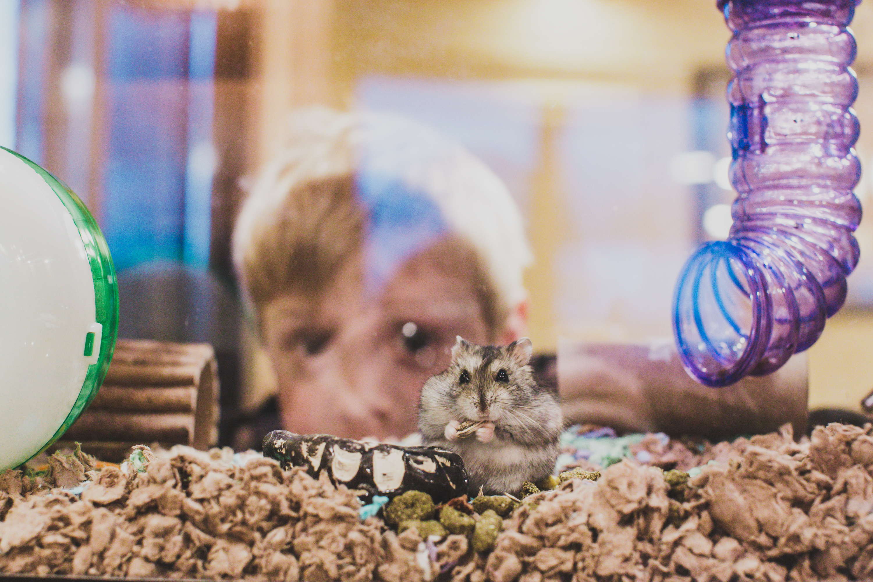 How to disinfect shop a hamster cage