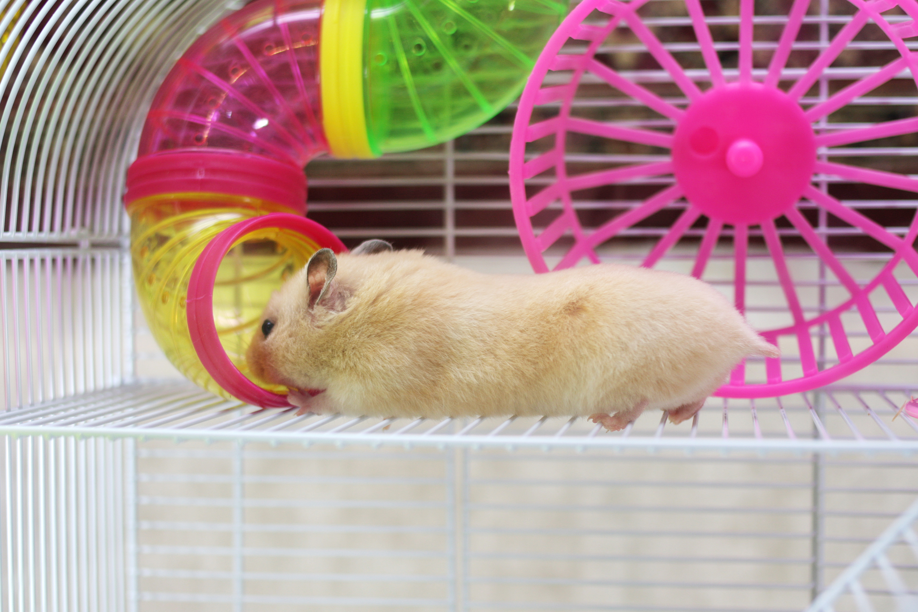 Hamster guide for sales beginners