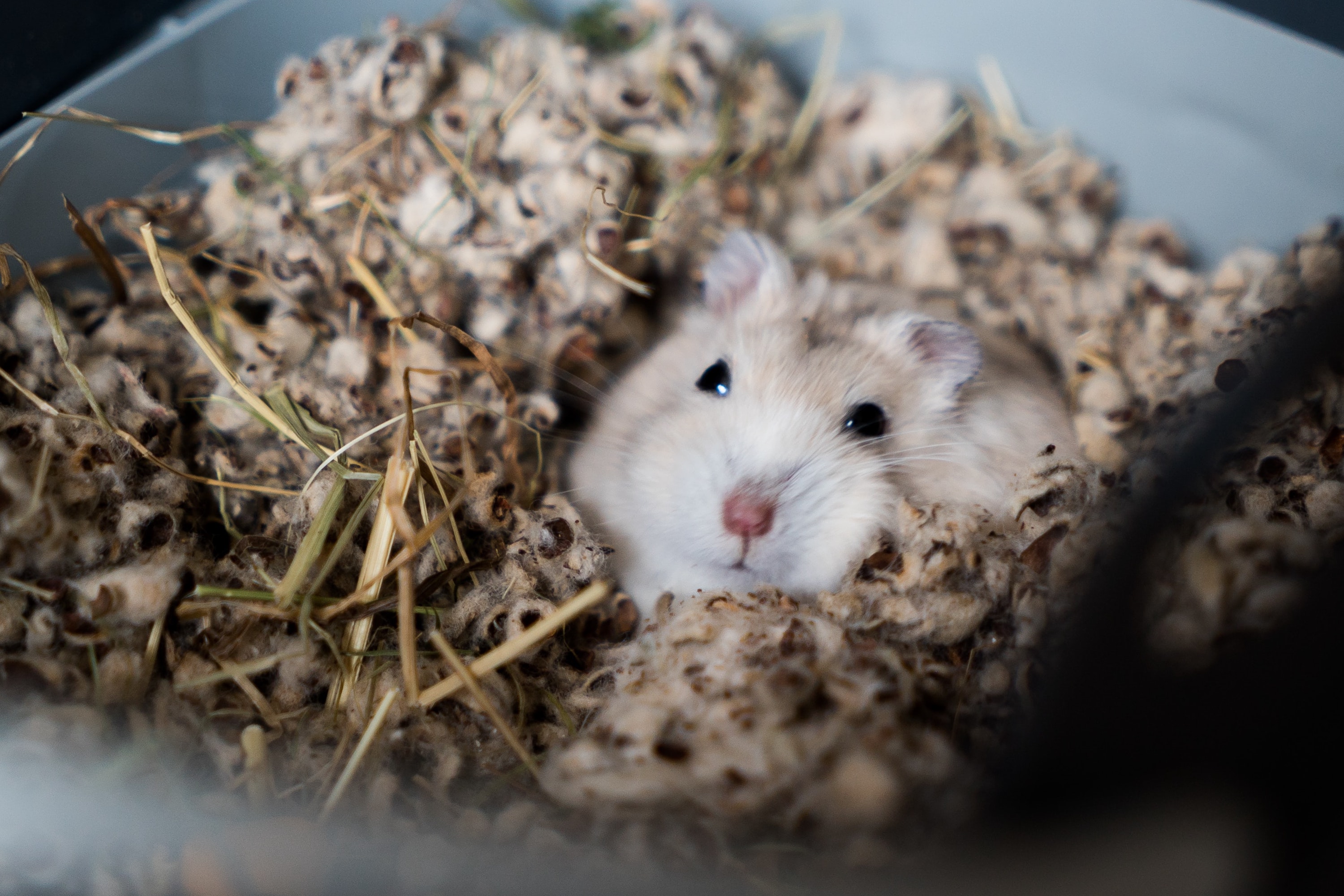 Hamster hides inside of his bedding