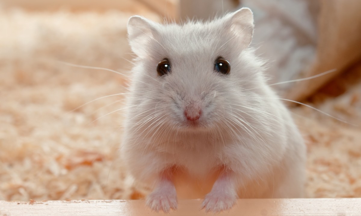 Hamster pops up on a ledge to look out of his cage