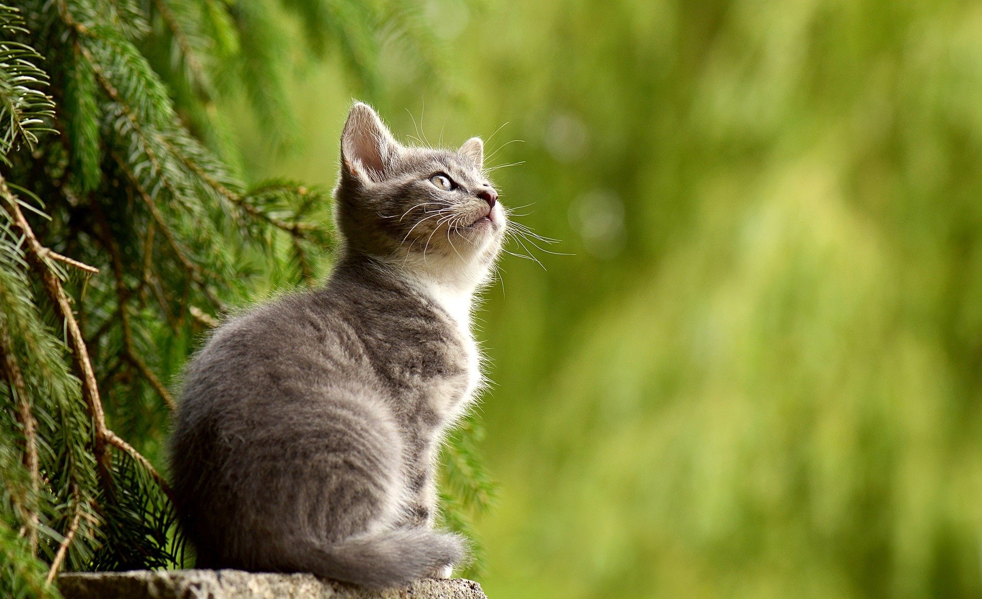 Kitten sitting on a tree stump in front of a tree