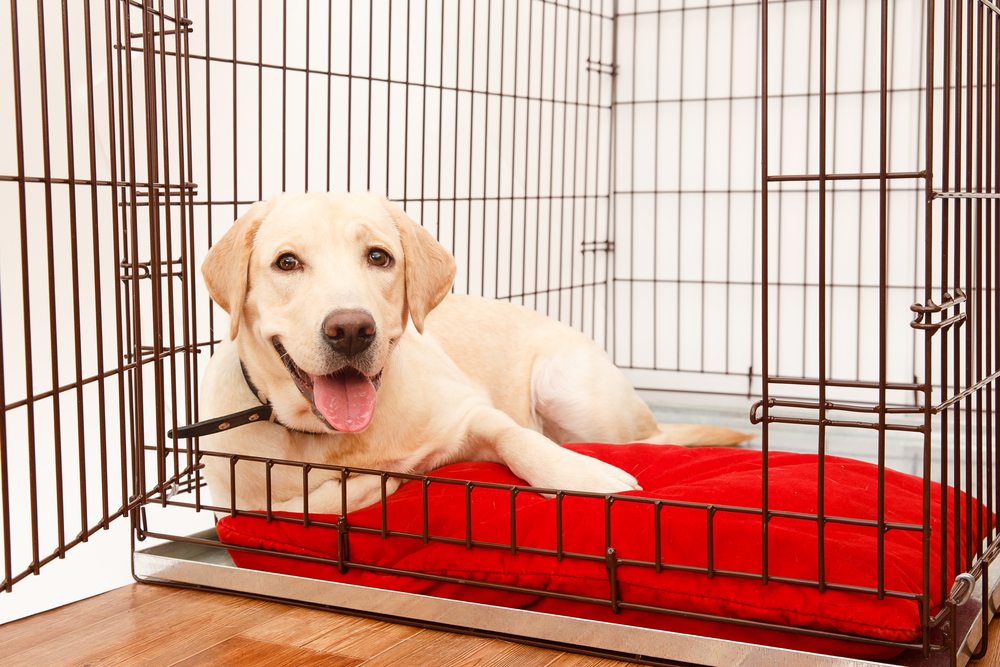 6 Must-Have Items to Make Your Dog's Crate Super Comfy