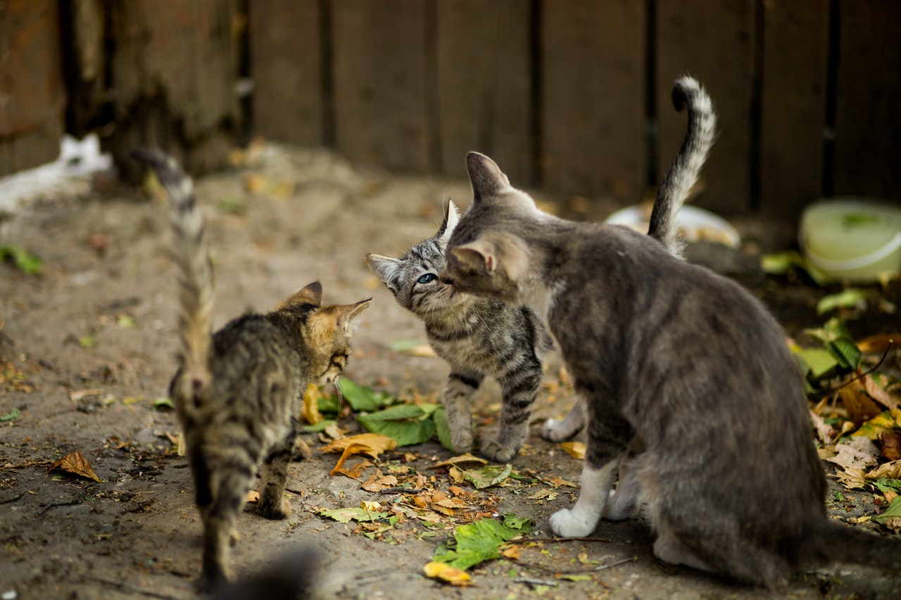 How many kittens does a cat outlet have in her first litter