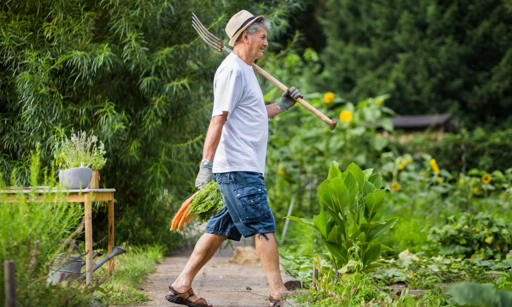 Man holds carrots and a rake in his garden