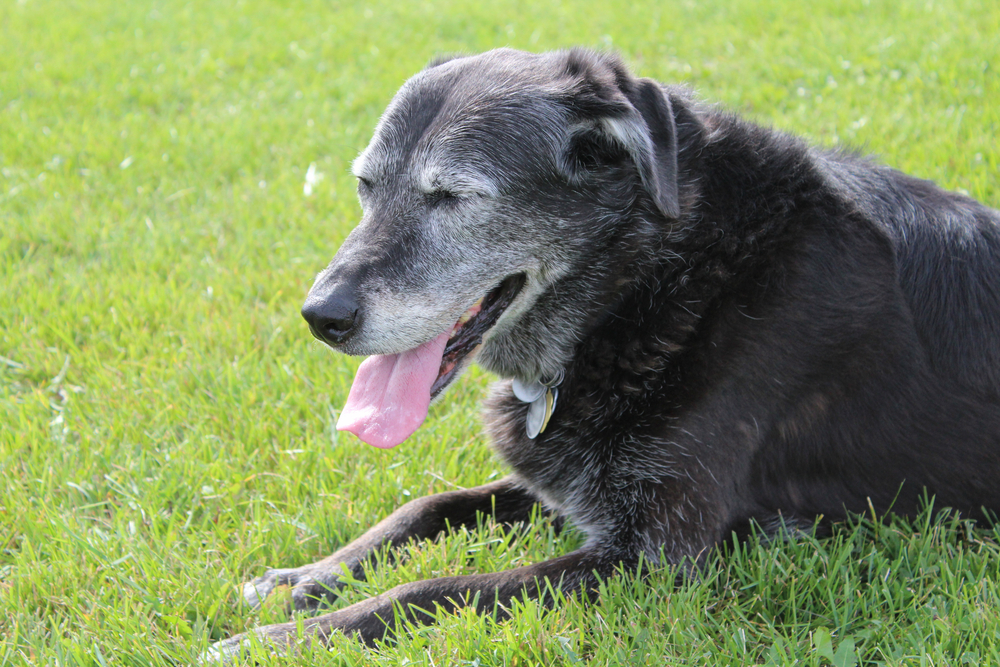 Black lab sale breathing heavy