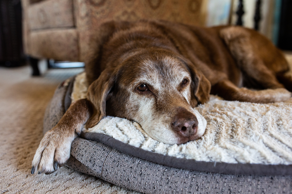 Dog heavy breathing in hot sale sleep