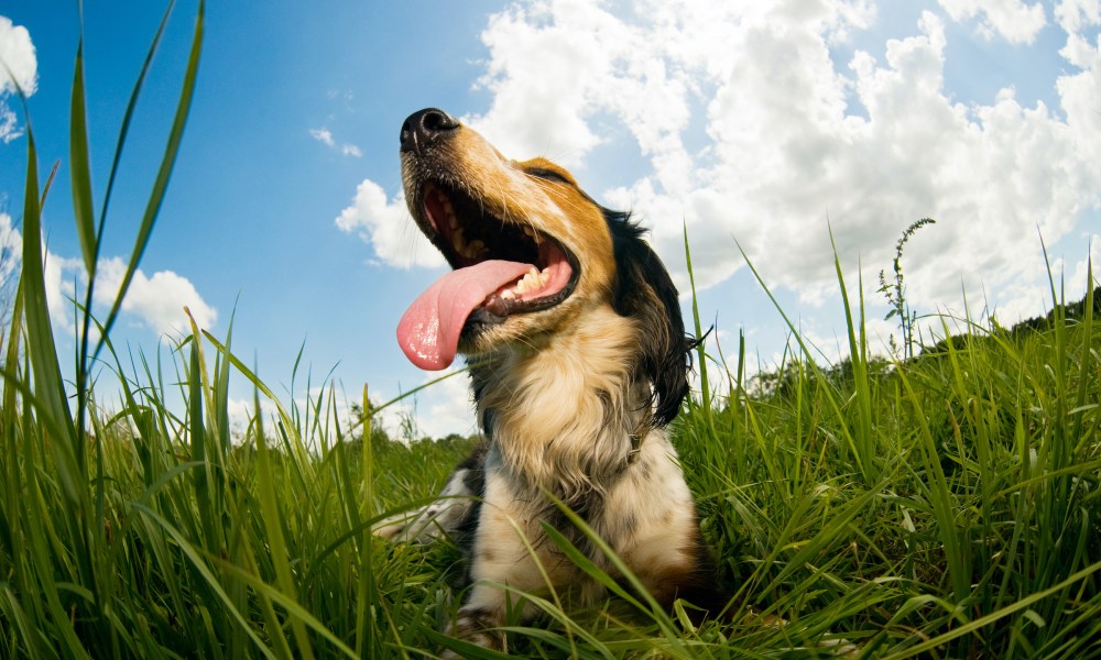 A close-up, low-angle view of a panting dog lying down in the grass