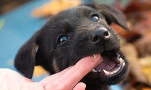 Pup biting on a finger