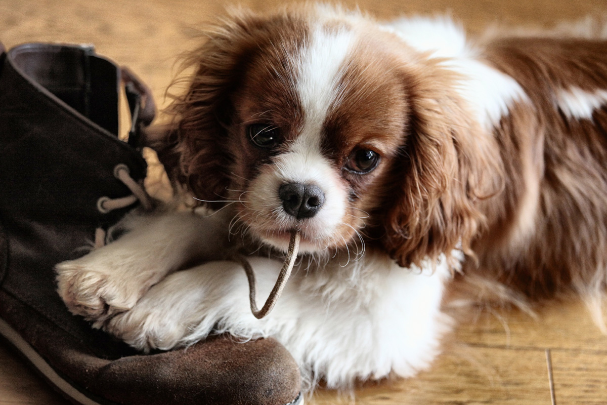 7 month puppy chewing everything