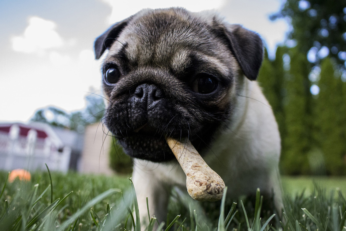 what age do dogs stop chewing things up