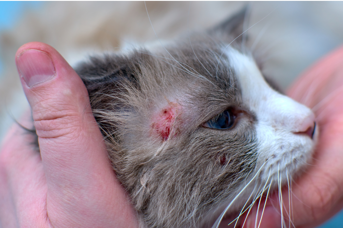 Cat ringworm treatment over the clearance counter