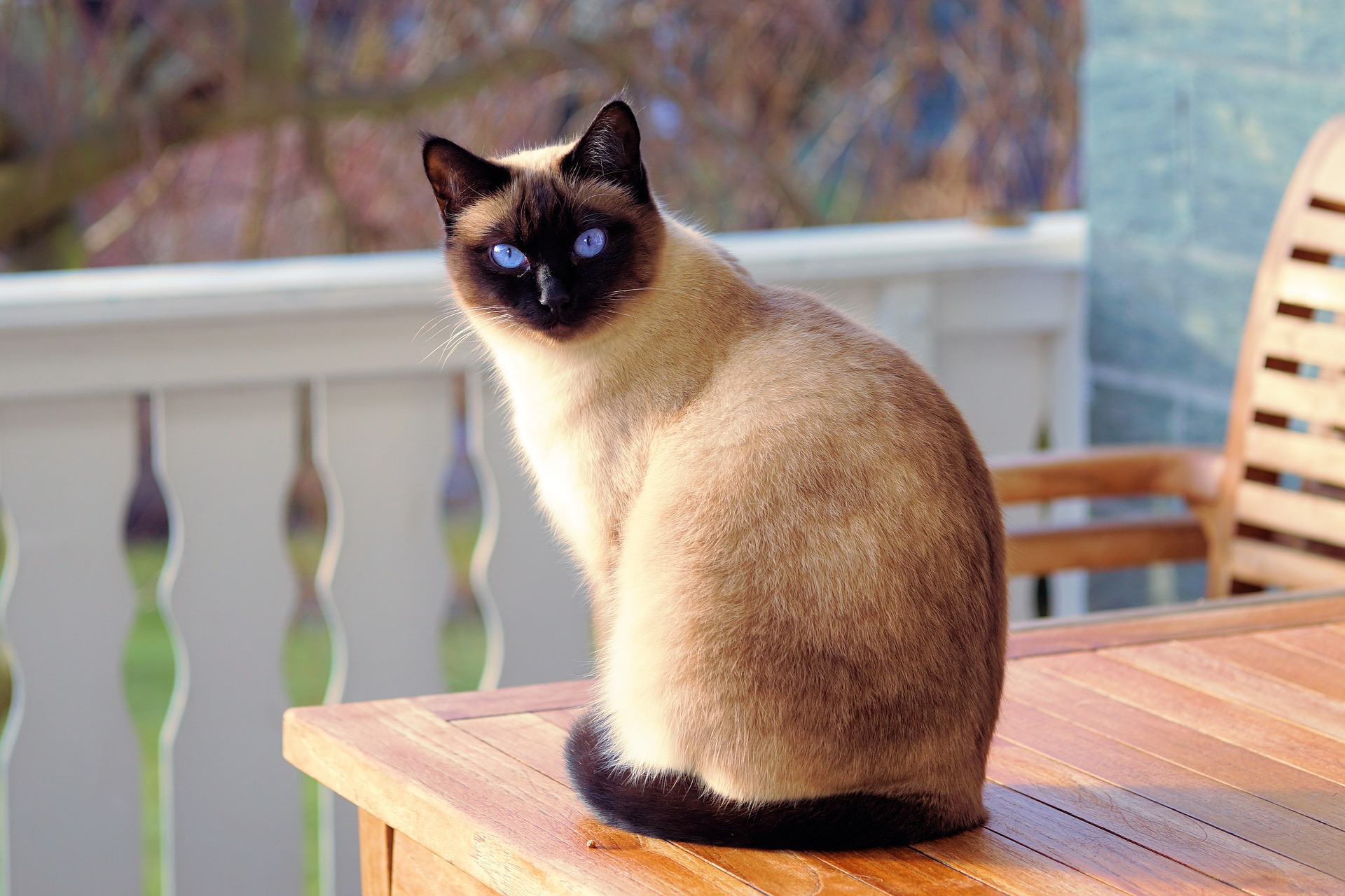 Siamese cat 2024 lifespan indoor