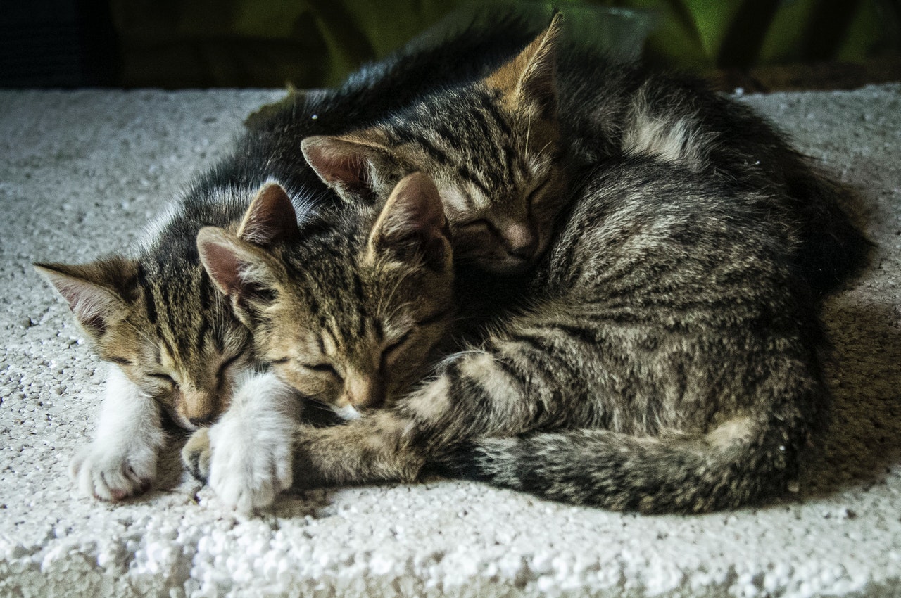 Normal cat litter clearance size