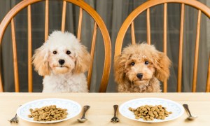 Two poodle puppies sit at the dining table with plates of kibble