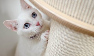 White cat playing with a scratching post