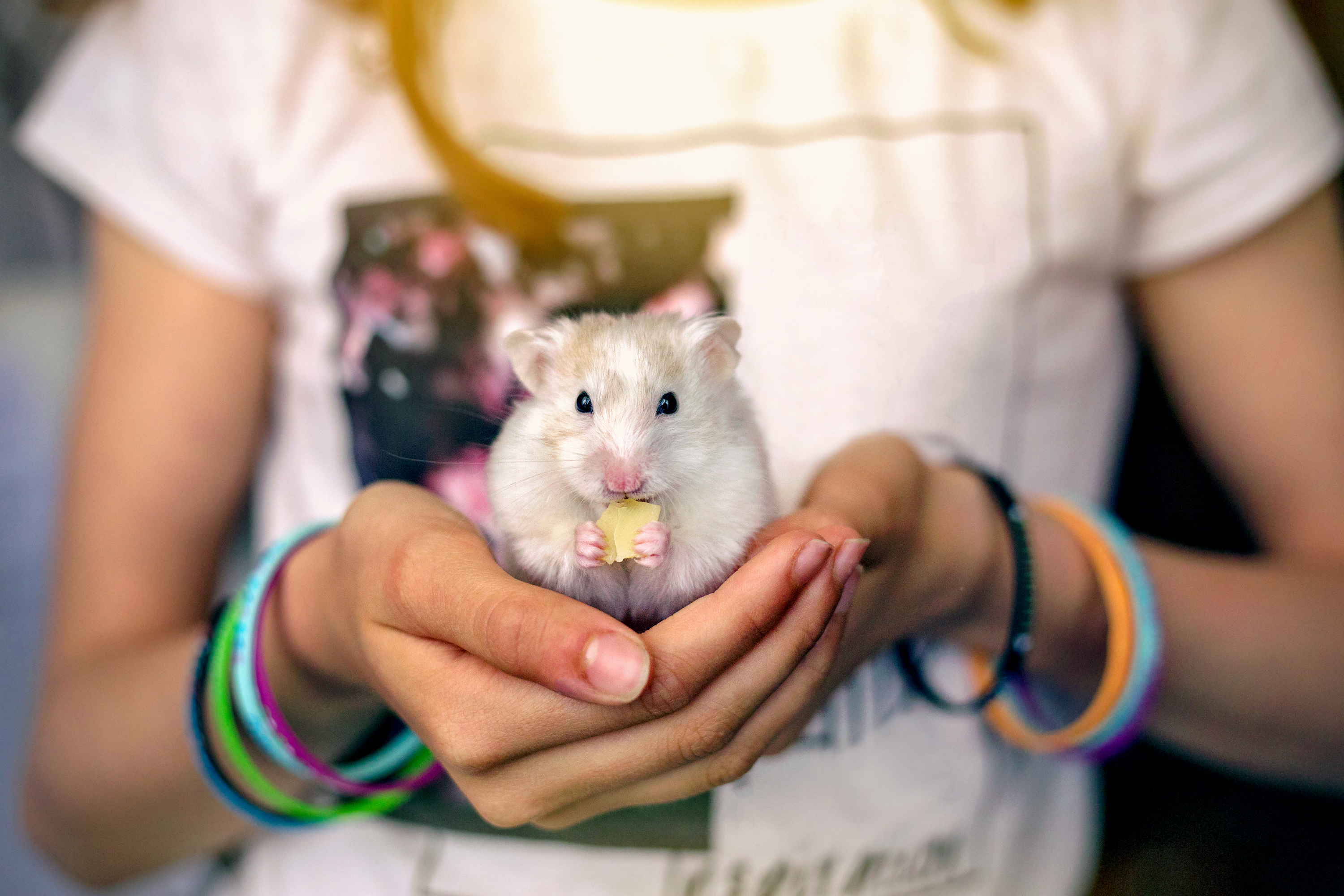 Pets at home clearance buying a hamster