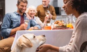 Yellow Lab begs at the Thanksgiving table