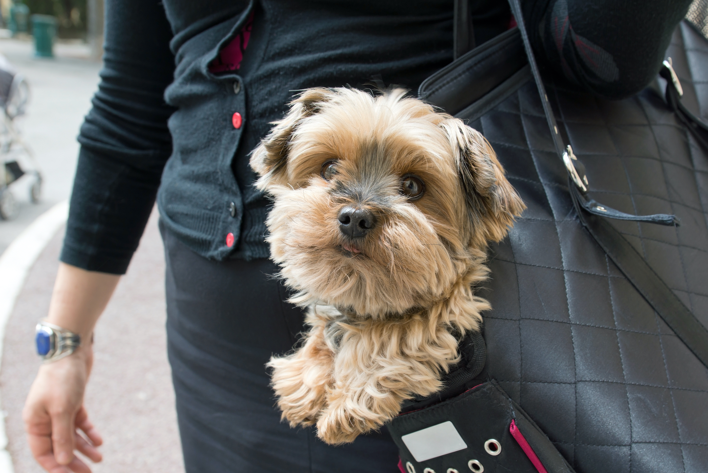 why are dogs afraid of bags