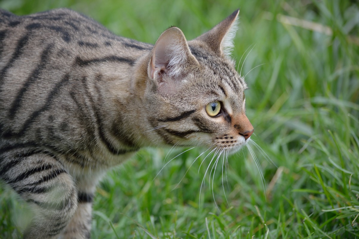 a gray tabby cat hunting in grass