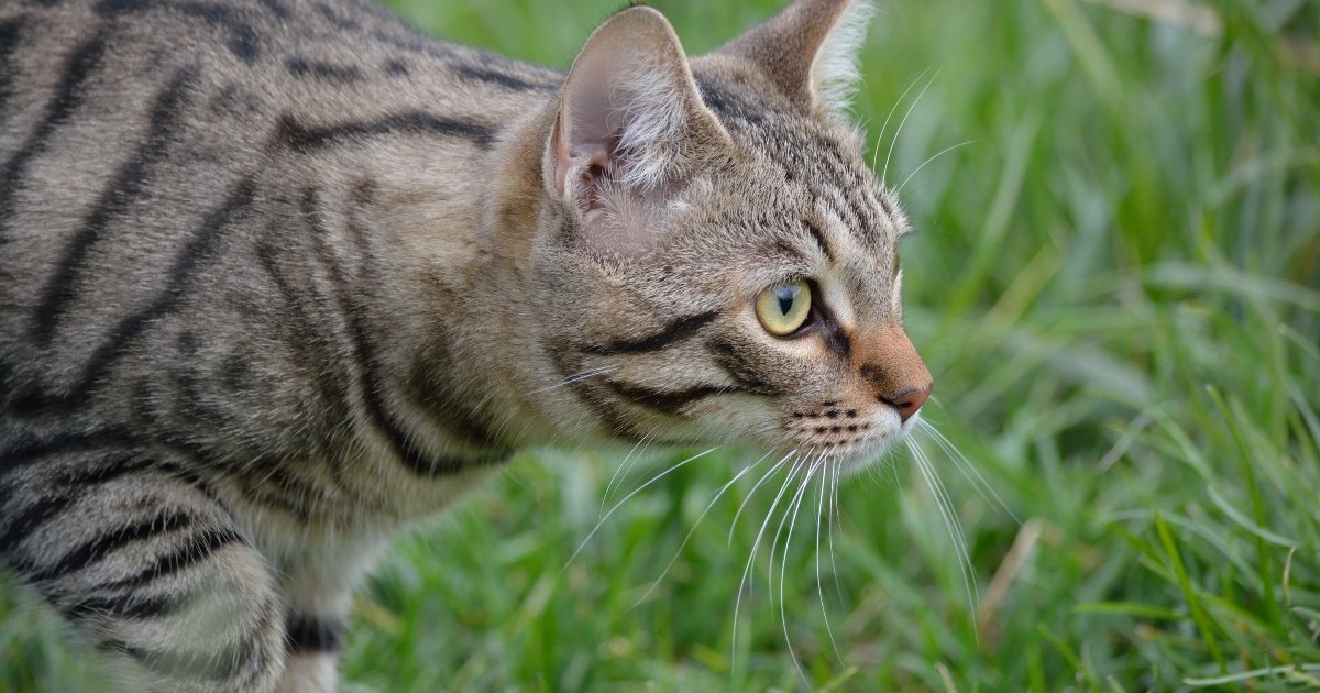 Research uncovers exactly why cats kill animals | PawTracks