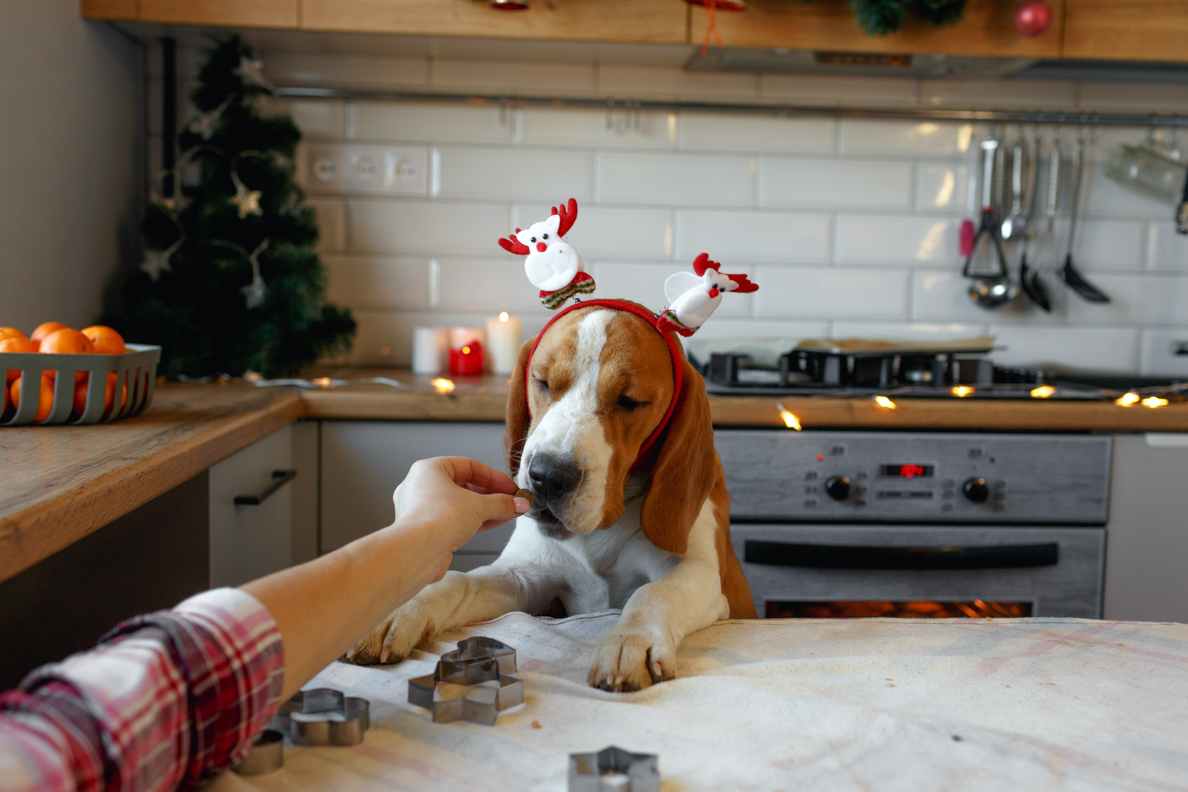 Christmas Foods Dogs Can and Can't Eat