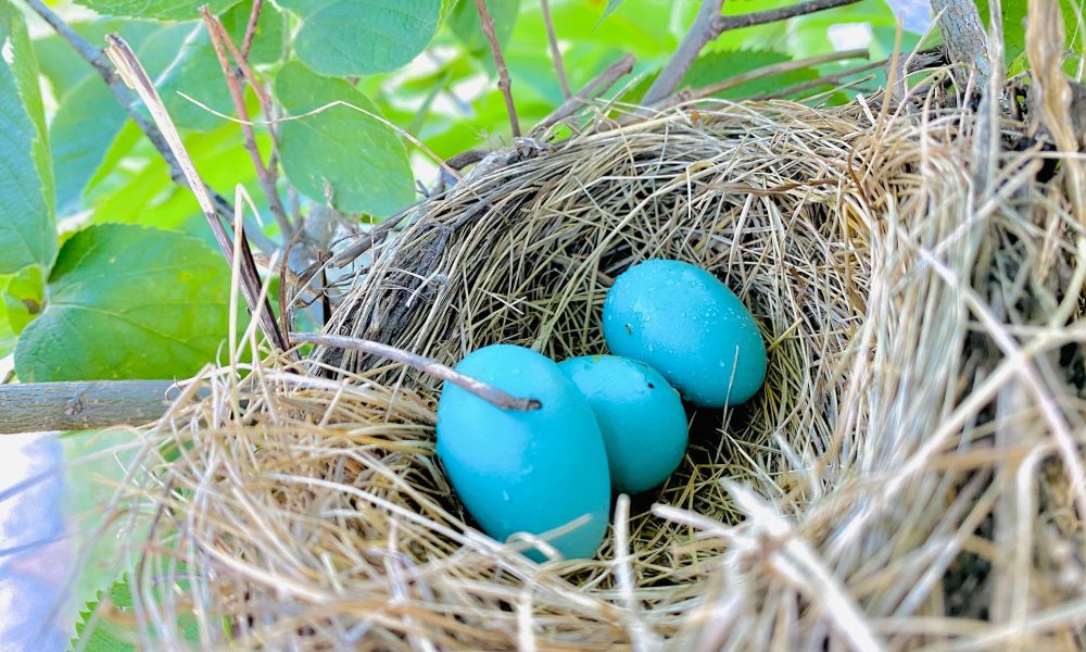 Bird eggs sit in a nest in a tree