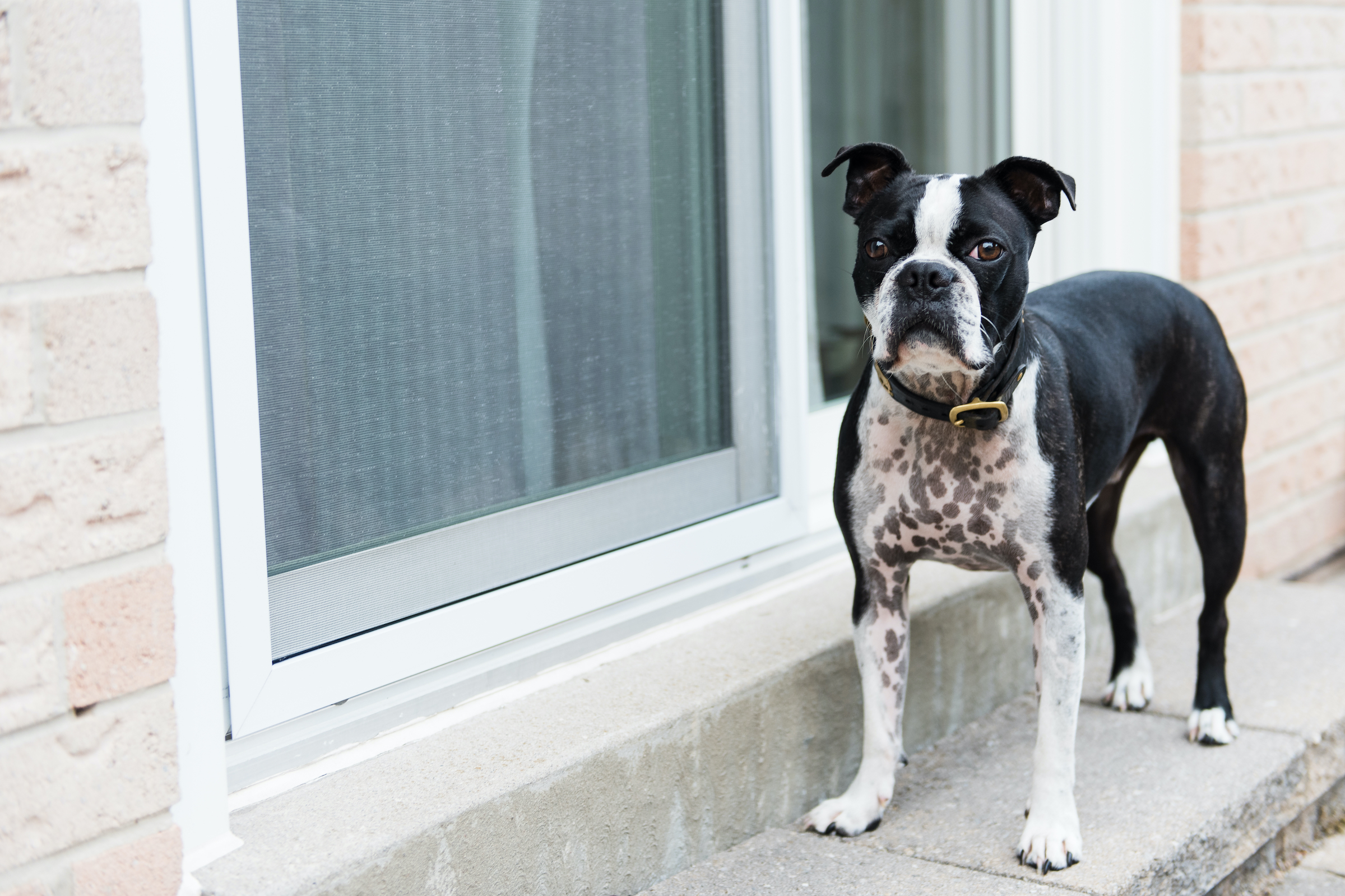 how long to potty train terrier puppy