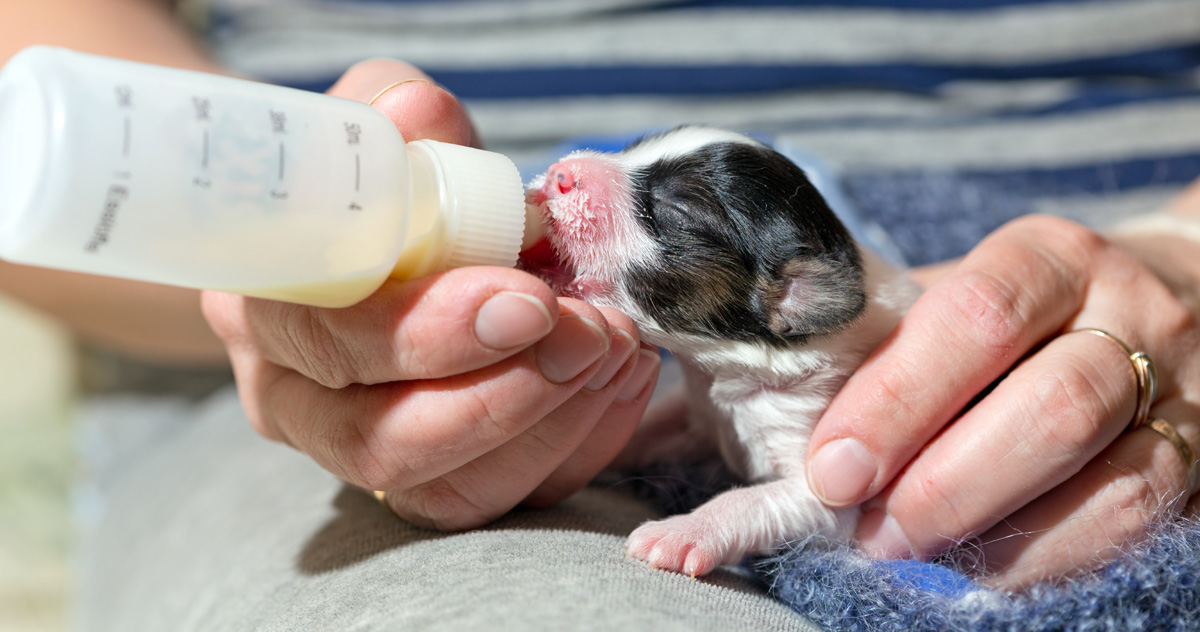 how do you feed a newborn chihuahua puppy