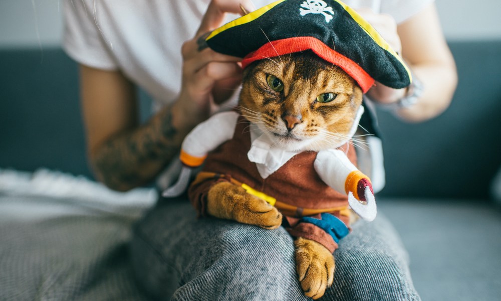 A cat in a pirate costume sits on someone's lap