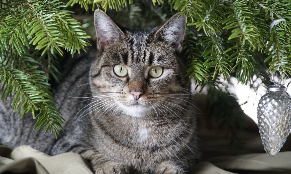 Cat lying underneath a Christmas tree