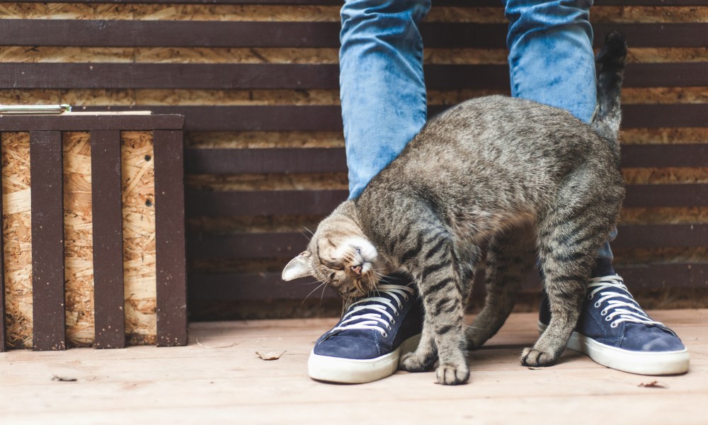 Cat rubbing on person's leg