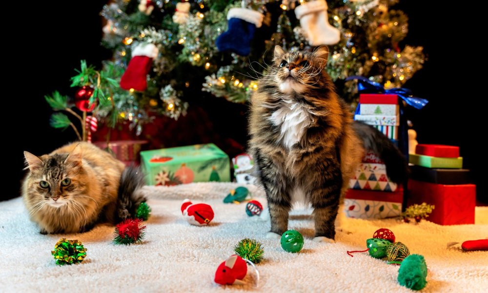 Two cats in front of a Christmas tree with presents and cat toys