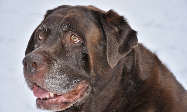 Chocolate brown Labrador retriever with a graying muzzle