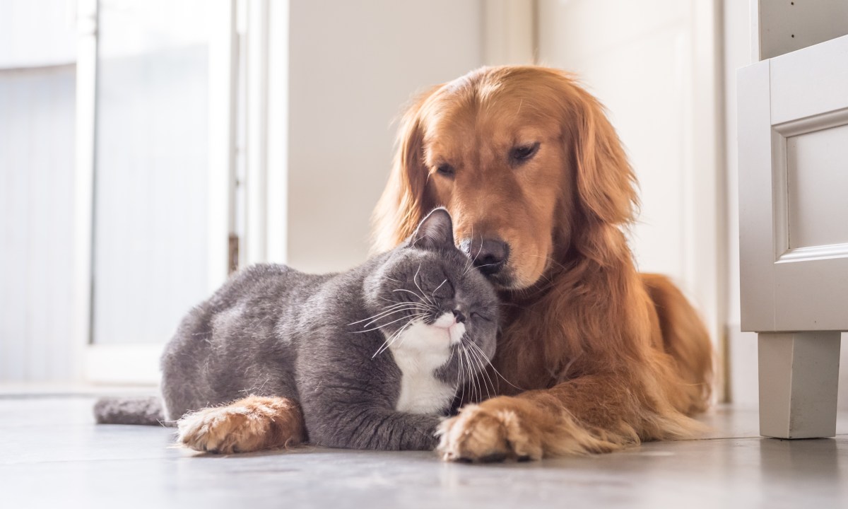 British cat and Golden Retriever