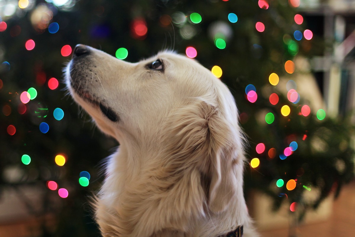 6 Fun Holiday Activities For Dogs And Humans To Do Together PawTracks