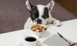 A black and white French Bulldog sniffs a bowl of chocolate biscuit cookies.