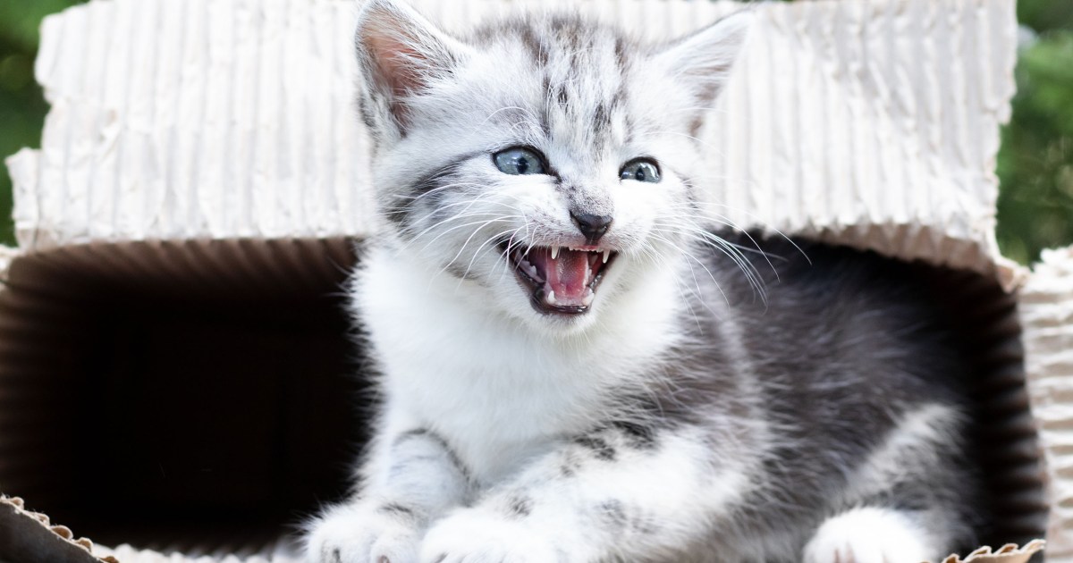 How (And When) Do Kittens Lose Their Baby Teeth? | PawTracks