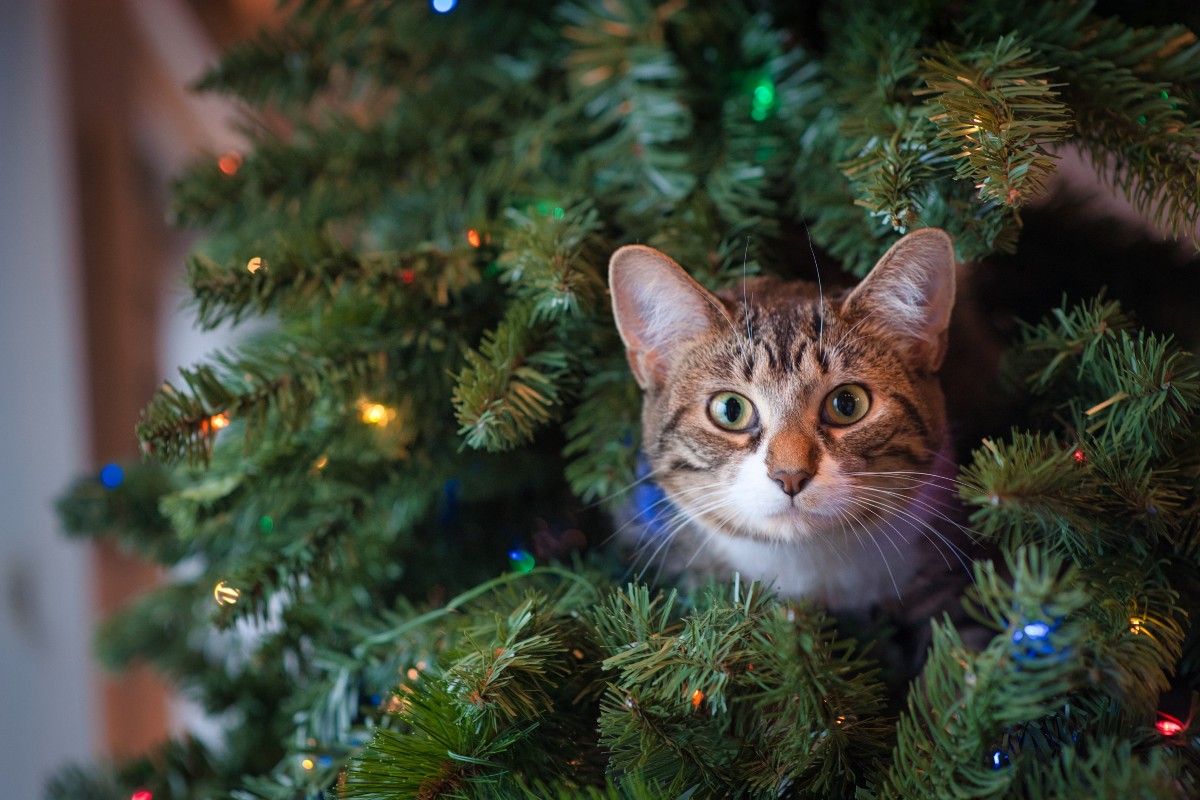 Cat chewing christmas clearance tree