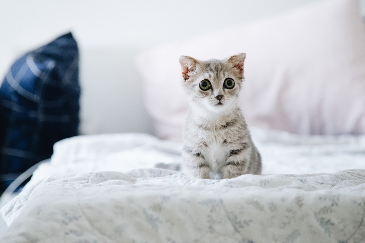 When Do Kittens Start Eating Food? Here's What Experts Say | PawTracks