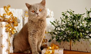 Grey cat sitting in front of a stack of wrapped Christmas gifts