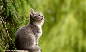 Grey kitten sitting outside on a stump