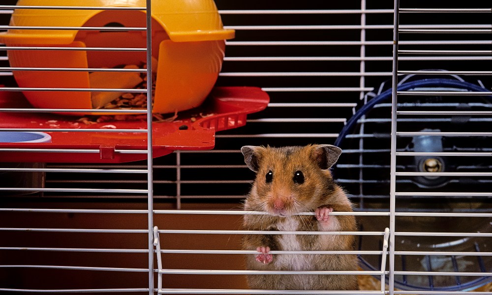 Hamster peeks out of his cage