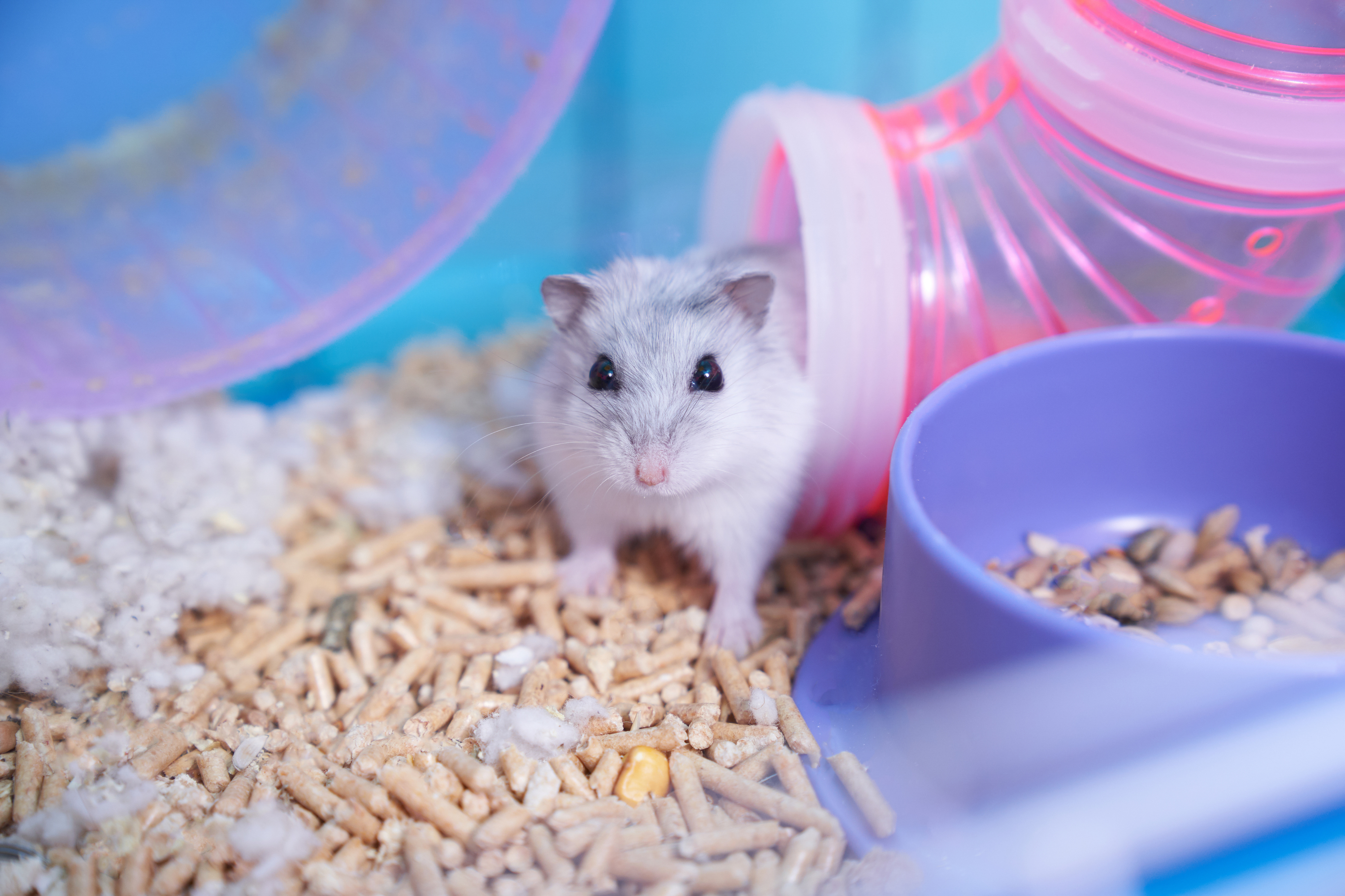 Cute hamster shop cage accessories