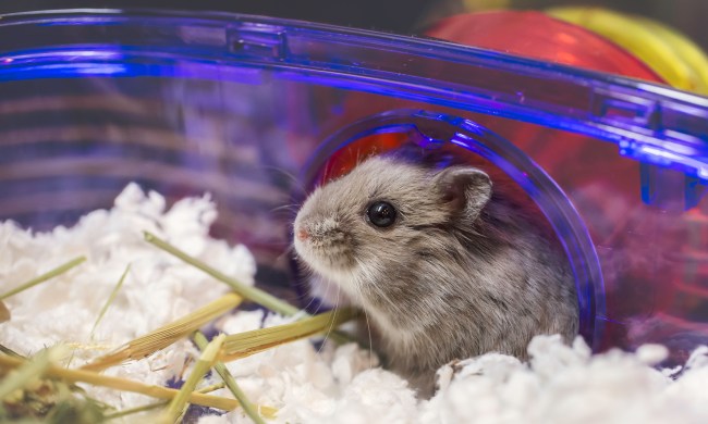 Hamster peeks out of tube and into cage