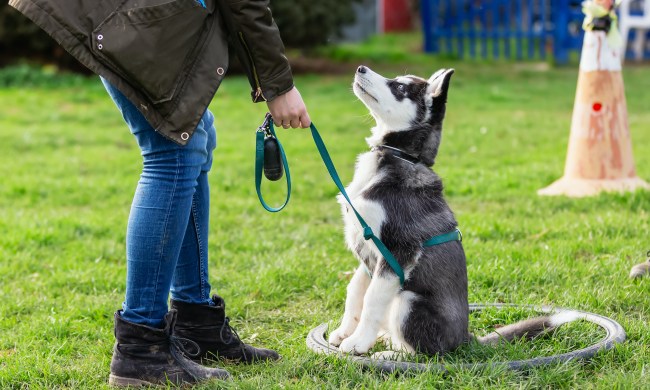 A husky puppy sits in the grass and looks up at their owner during training.