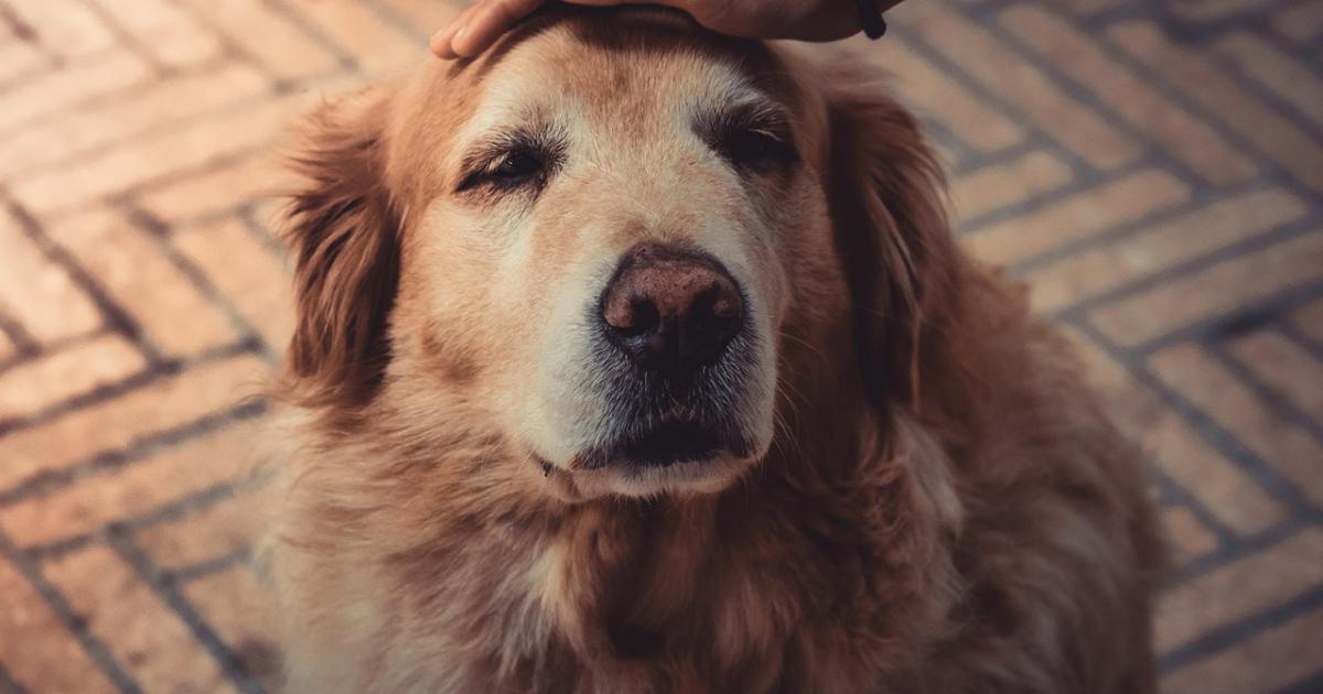 can old dogs recover from vestibular disease