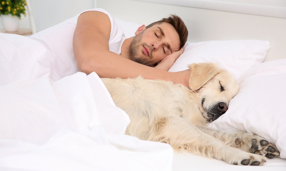 A man and his dog sleep side by side in bed