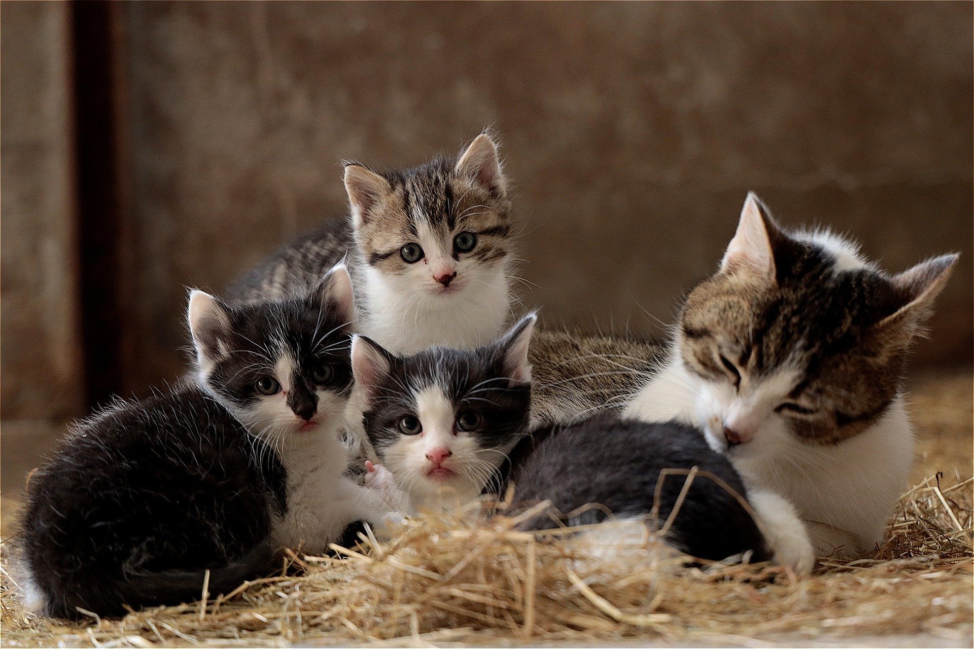 Kitten food outlet for pregnant cats