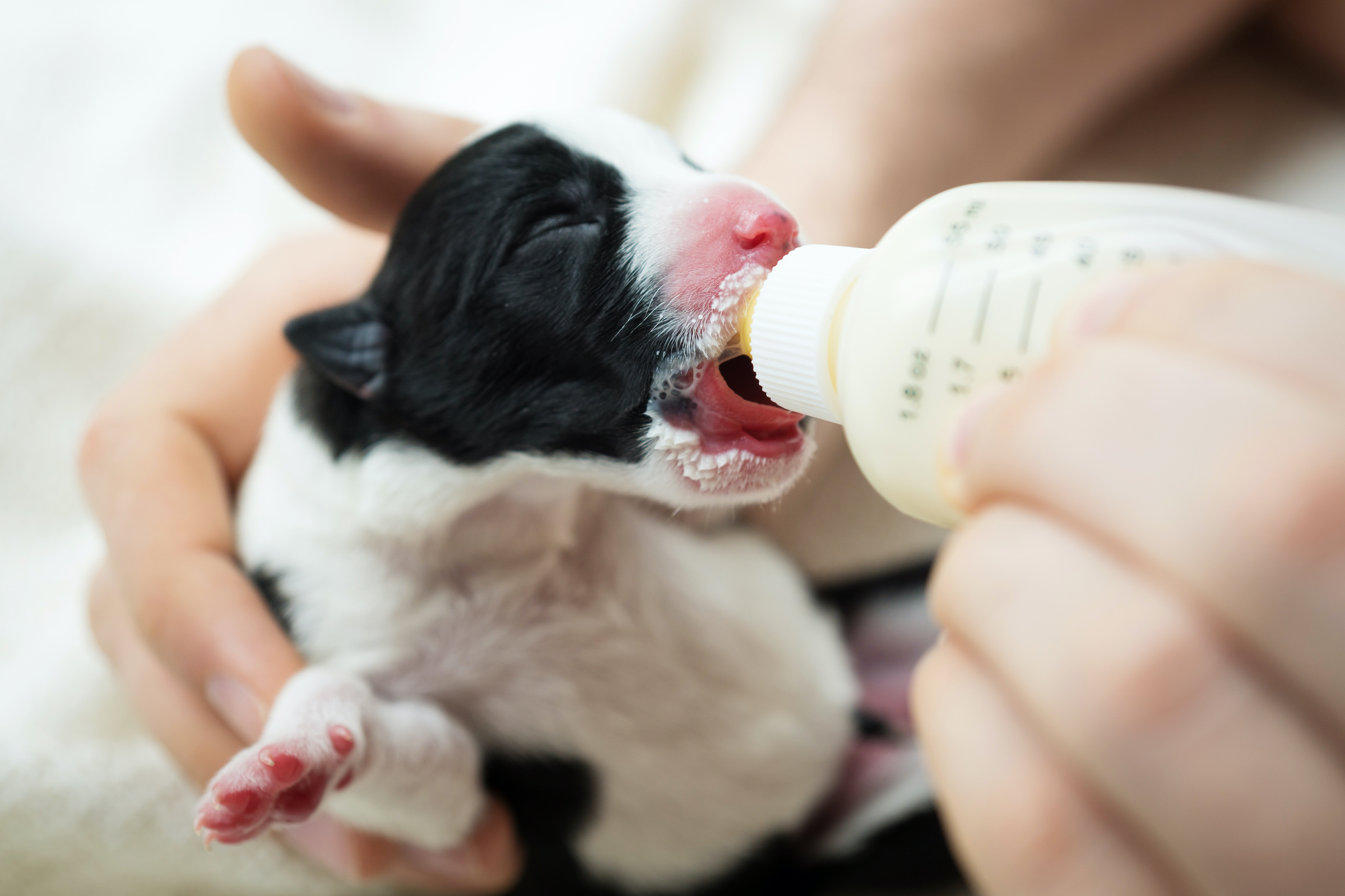 Puppy not drinking milk hotsell