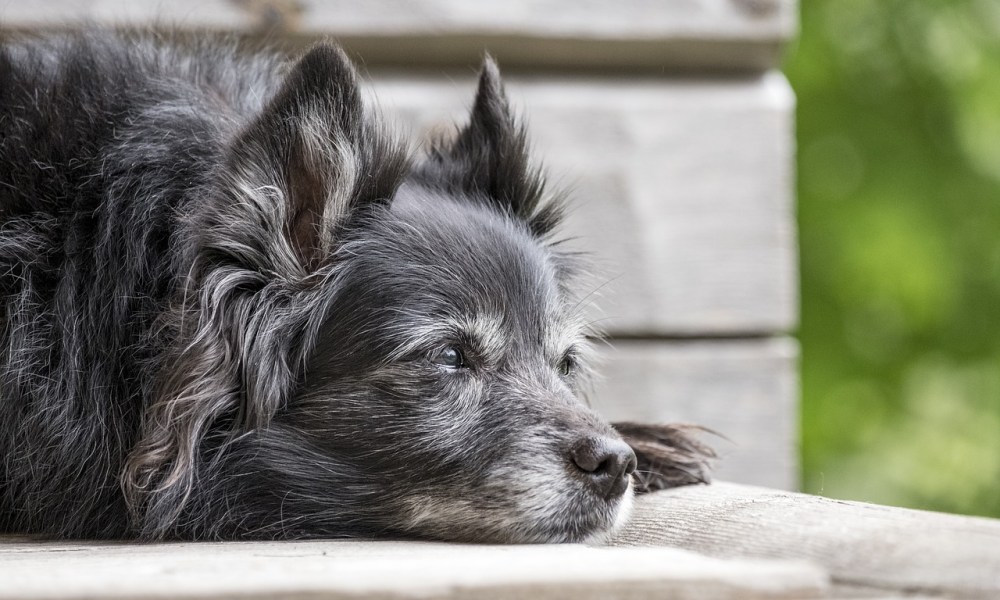 An old black dog with a graying muzzle lying on a porch